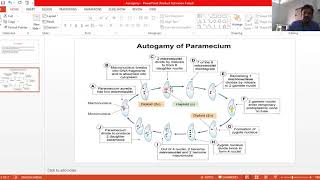 Autogamy in Paramecium [upl. by Ainod563]