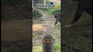 Pit bull vs Snake snakes pitbull doglover short [upl. by Fedora65]