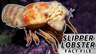 Slipper Lobster Facts the SHOVEL NOSE Lobster  Animal Fact Files [upl. by Swihart]