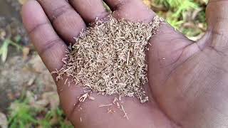 how to grow kochia plant [upl. by Ijar]