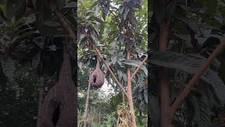 Let’s hang birds nests♥️🪺🐦‍⬛viralvideo birds trend gardening love nature save trending [upl. by Steven]