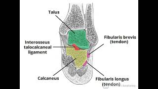 Subtalar Joint PPT Slide Presentation [upl. by Trillby]