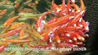 Notropis chrosomus  Rainbow Shiner [upl. by Aneet]