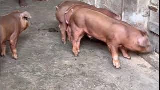 durocs piglets [upl. by Milks]