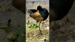 जलपीपी BRONZEWINGED JACANA [upl. by Nytsuj]