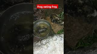 Frog eating frog [upl. by Skyler]