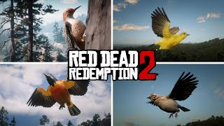 Best Area For Bird Hunting  Red Dead Redemption 2 [upl. by Iuqcaj]