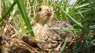 Raising Quail Organically for eggs Comment élever les cailles bioCómo criar codornices orgánicas [upl. by Aramot]