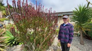 How to Prune Leucadendrons [upl. by Onateyac217]