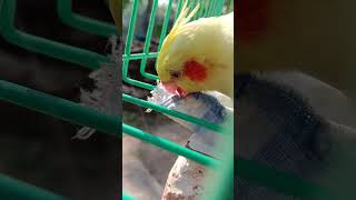 Goldie play with kapor 😅🥰😇 funny music birds cutebaby cockatiel [upl. by Draillih410]