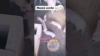 Tirando los problemas 🤣 suscribete cosasdeanimales cosasdecerdos [upl. by Kalin]