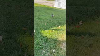 Mini dog playing outside minidog tinypets babydog smalldogbreed fypシ゚viral babyanimal cute [upl. by Wun]