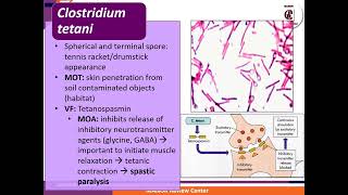 3 Gram Positive Bacilli Manor Review Center [upl. by Rame]