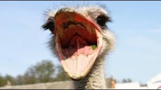 What a dying ostrich sounds like [upl. by Nahamas]