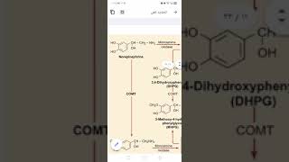 Catabolism of catecholamines تكسير الكاتيكولامينات شرح عربي وانجليزي [upl. by Xaviera461]