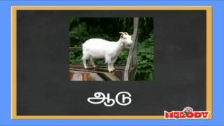 Two Letters in Tamil Erandezhuthu Sorkkal  இரண்டெழுத்து சொற்கள் [upl. by Magnum]