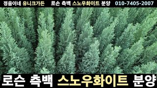 2023 측백 스노우화이트 3년생 묘목 분양 한정수량 1000주 택배가능 [upl. by Drwde]