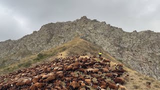 KAR HAVASI GELDİ BOZGEWR AYI PEŞİNDE [upl. by Bullard593]