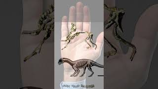 What is the Smallest Dinosaur dinosaur science facts [upl. by Emilie]