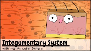 Integumentary System [upl. by Audry]