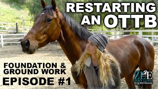 Restarting an OTTB  Foundation amp Ground Work EP 1 [upl. by Elletsyrk]