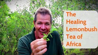 The Healing Lemonbush Tea of Africa [upl. by Pasco]