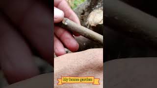 Grafting Fig Tree in Late Summer  Short video  My Home Garden [upl. by Ahsote]