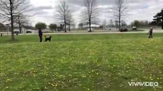 R Dog Reactivity Management Skills  Mark Run Reward [upl. by Ymmat779]