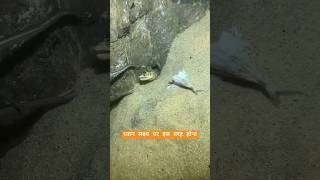 eel fishing viralvideo trending dainikmanoranjan [upl. by Haelak3]