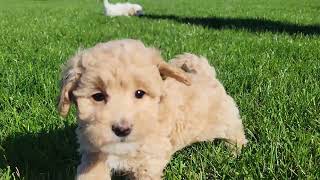 Cute Maltipoo Puppies Playing [upl. by Wauters]