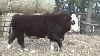 L303 Brink Genetics 2024 Fleckvieh Bull amp Female Offering [upl. by Allenod273]