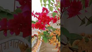 Multicolour Bougainvillea plant 🌸🌼💕trendingvideo viralvideo youtubevideo bougainvillea flowers [upl. by Hartill]