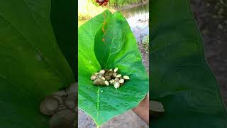 siyambala achcharu Spicy siyabala Wild Foods Sri Lanka e fruit satisfying natural nature [upl. by Reinhard]