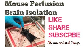 Mouse Perfusion for Brain Isolation Research Technique Pharmacist and Drugs Abi Greek [upl. by Kavita]