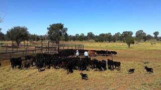 Amazing Working Dogs on Mustering Cattle in Australia [upl. by Elva]