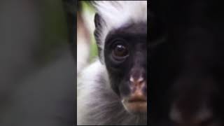 TITI Monkey Documentary [upl. by Atelokin]