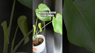 Monstera Repotting Tips and Mistakes to avoid  monsteraplantcare plantlover mistakestoavoid [upl. by Nievelt]