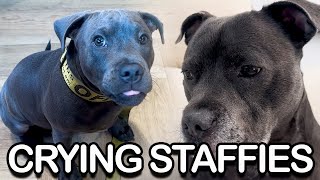 Sniffles to Snacks 2 English Staffies Emotional Rollercoaster [upl. by Rennoc]