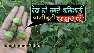 दुनिया का सबसे फायदेमंद रसभरी का पौधा पहचान लो Physalis peruviana [upl. by Misak]