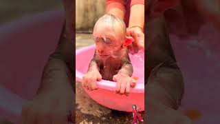 monkey is bathing youtubeshorts viralshort [upl. by Osmen]