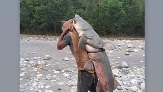 Big fish Goonch sunkoshi river omg Nepal [upl. by Ryter]