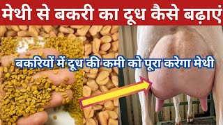 मेथी से बकरी का दूध कैसे बढ़ाएं  bakri ka dudh badhane ka upay fenugreek goat milk vnsgoatfarm [upl. by Scarlet381]