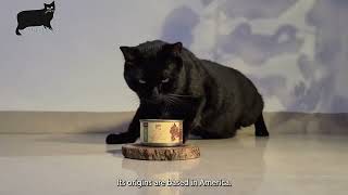 Bombay cat care and features [upl. by Natsirk]