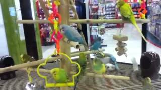 budgiesparakeets at Petco [upl. by Docile]