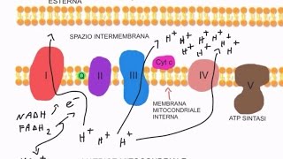 CORSO DI BIOCHIMICA  LEZIONE 15 DI 47  FOSFORILAZIONE OSSIDATIVA  PARTE 1 [upl. by Sivehc]