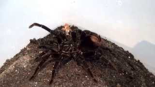 Pamphobeteus antinous Tarantula [upl. by Meras]