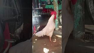 Rooster Crowing 🐓📢🤩 S05E02 shorts [upl. by Schurman472]