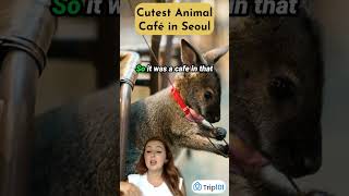 Why Kelsey fell in love with this animal café in Seoul 🐾💖 shorts trip101 traveltips [upl. by Nangem]