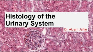 Histology of the urinary system [upl. by Einatirb]