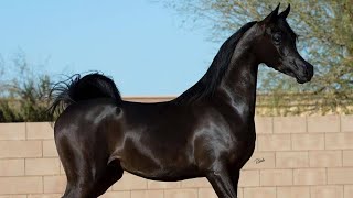 Arabian horse videos compilation  3  💕❤️ 2021 Try not to watch it till the end [upl. by Isidore797]